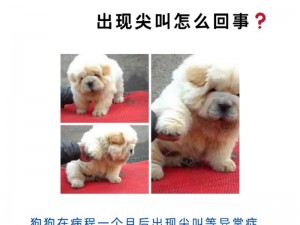 大狗狗做了四年都没事，为什么还会得犬瘟？