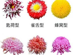 如何打出菊花字符：花型特殊字符名称输入方法详解