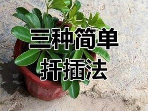 72 种扦插方法：让植物轻松繁殖