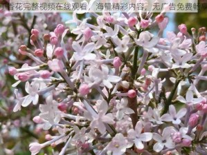 丁香花完整视频在线观看，海量精彩内容，无广告免费畅享