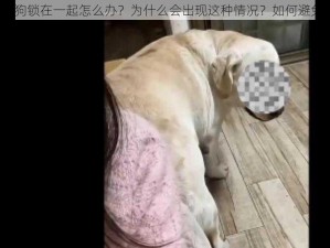 人狗锁在一起怎么办？为什么会出现这种情况？如何避免？