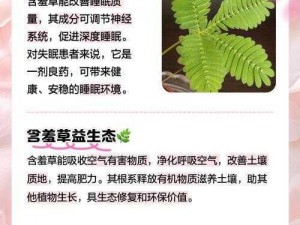 水蜜桃香蕉含羞草、如何种植水蜜桃香蕉含羞草以及它们各自的特点和养护方法？