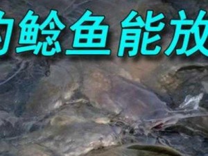 探寻新鲜刺须鲶鱼的秘密：哪里是它们的天堂？