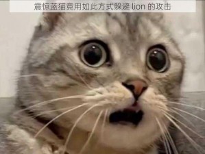 震惊蓝猫竟用如此方式躲避 lion 的攻击