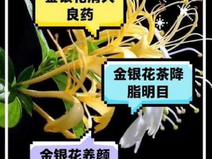 极致沉迷 TXL 金银花，有效改善睡眠，提升免疫力