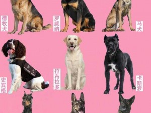 张警犬三部曲之狗狗的奇妙冒险：追踪真相，守护和平