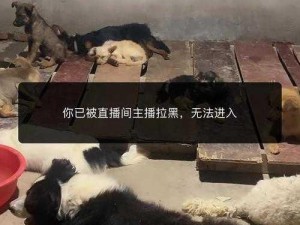 色猫直播：实时互动，畅享视觉盛宴