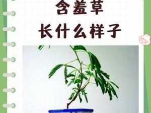 如何进行含羞草成年实验？