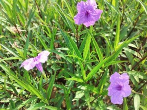 野花免费社区在线 请详细介绍一下野花免费社区在线的具体内容和使用方式？