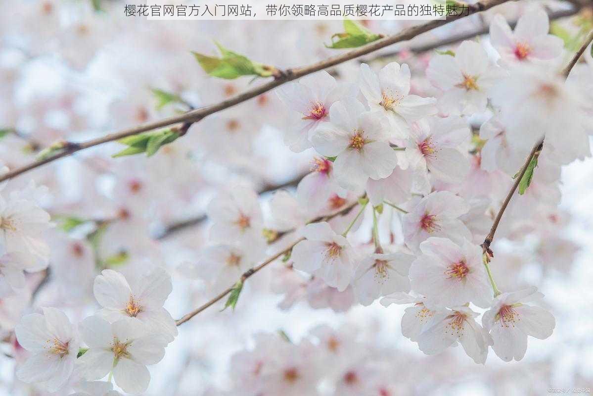 樱花官网官方入门网站，带你领略高品质樱花产品的独特魅力