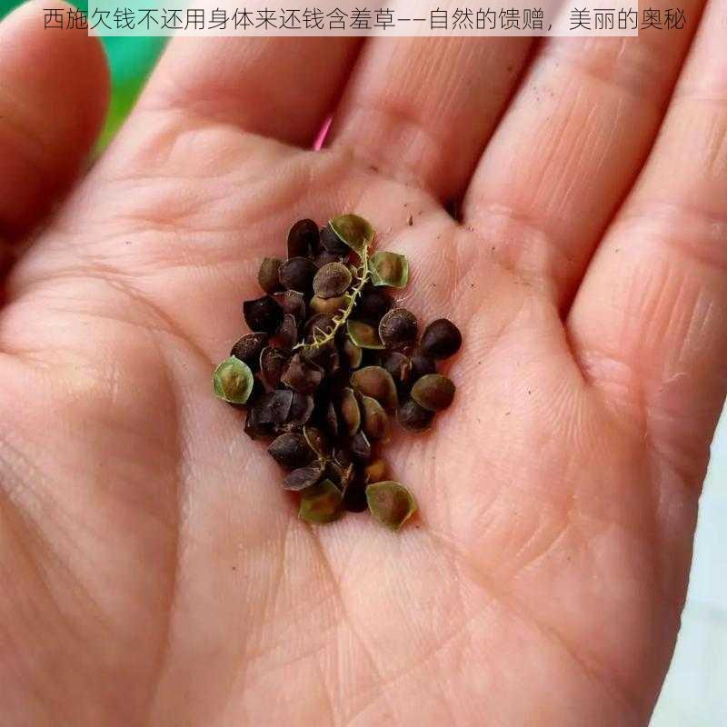 西施欠钱不还用身体来还钱含羞草——自然的馈赠，美丽的奥秘