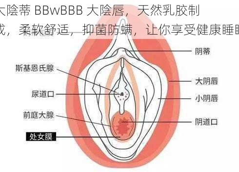 大陰蒂 BBwBBB 大陰唇，天然乳胶制成，柔软舒适，抑菌防螨，让你享受健康睡眠