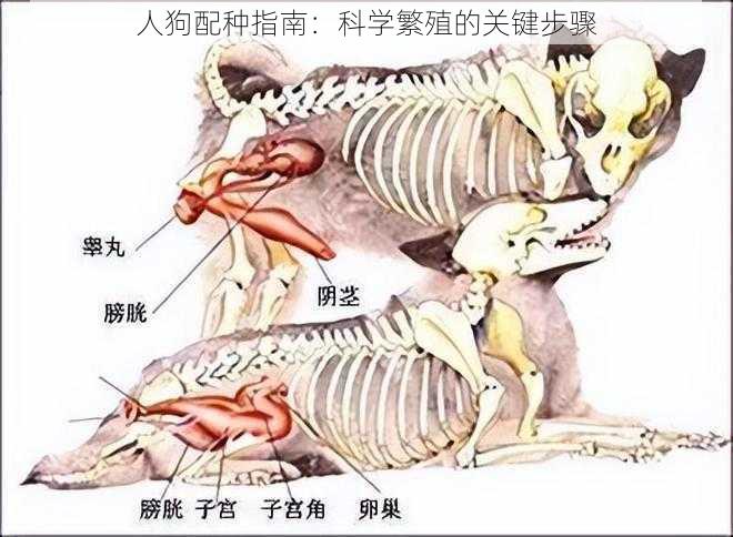 人狗配种指南：科学繁殖的关键步骤