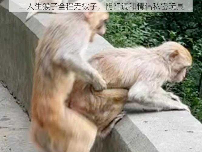 二人生猴子全程无被子，阴阳调和情侣私密玩具