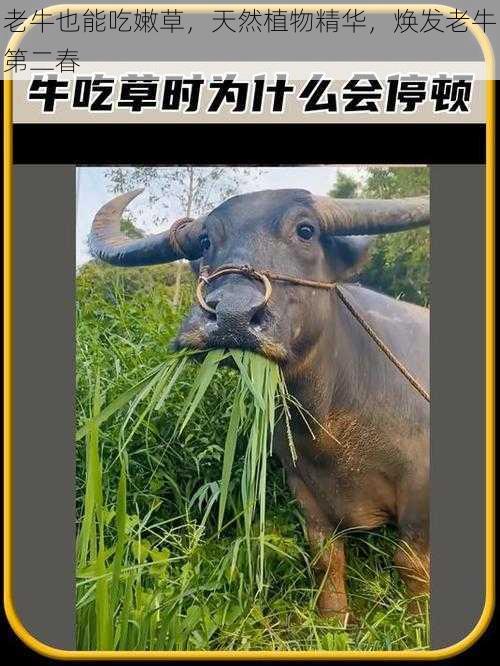 老牛也能吃嫩草，天然植物精华，焕发老牛第二春