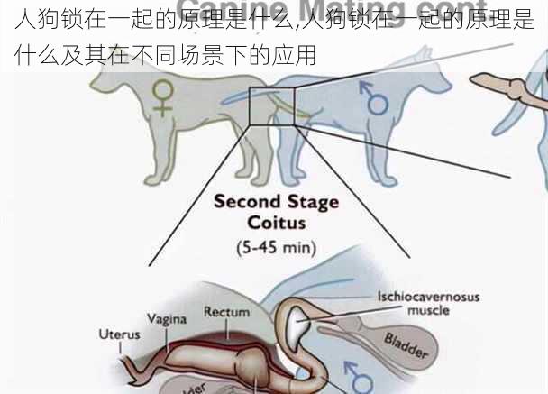 人狗锁在一起的原理是什么,人狗锁在一起的原理是什么及其在不同场景下的应用