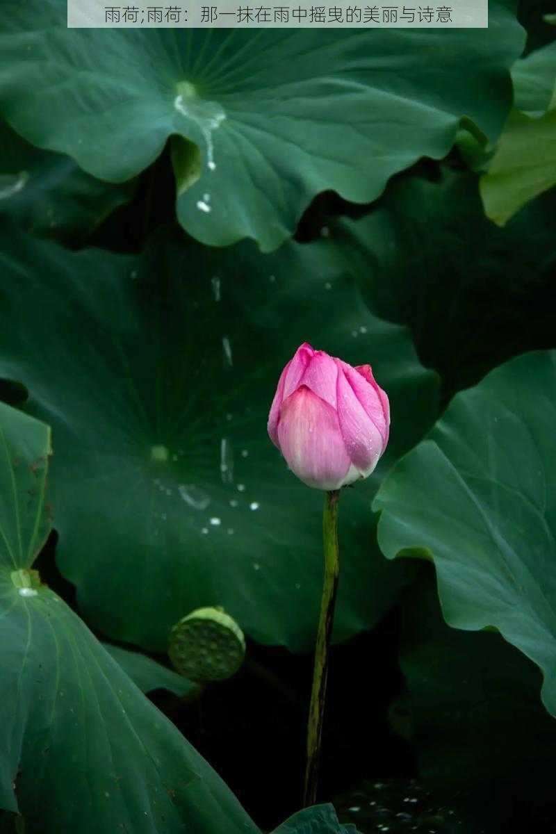 雨荷;雨荷：那一抹在雨中摇曳的美丽与诗意