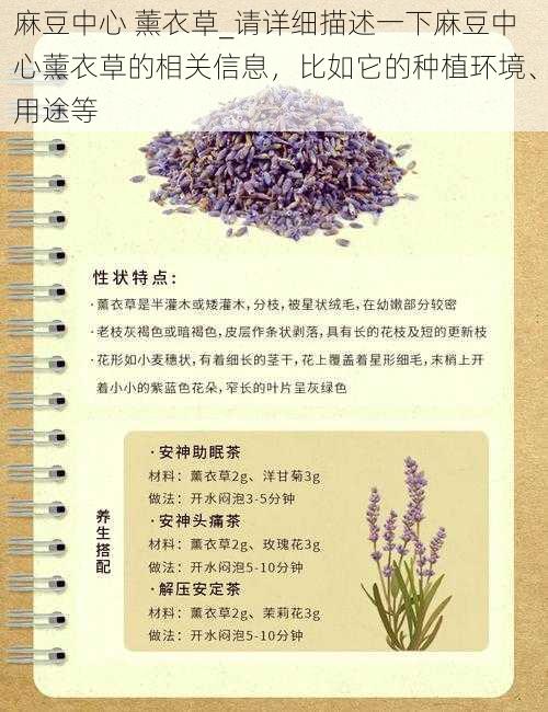 麻豆中心 薰衣草_请详细描述一下麻豆中心薰衣草的相关信息，比如它的种植环境、用途等