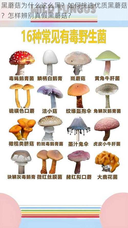 黑蘑菇为什么这么黑？如何挑选优质黑蘑菇？怎样辨别真假黑蘑菇？