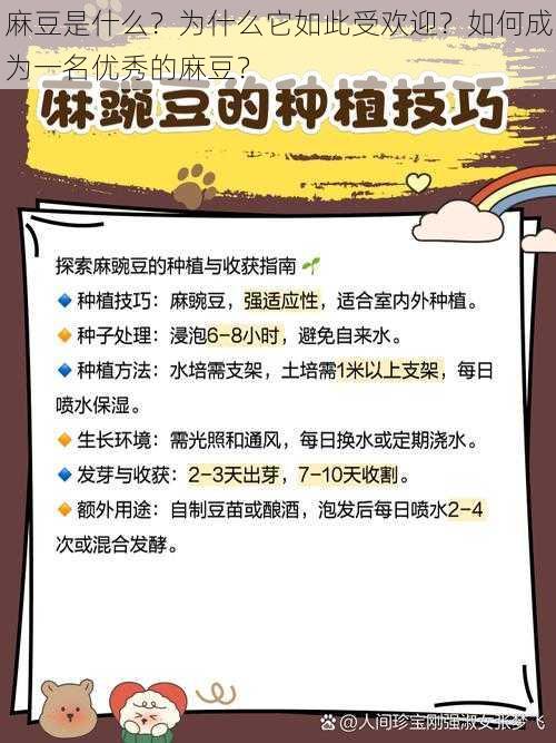 麻豆是什么？为什么它如此受欢迎？如何成为一名优秀的麻豆？