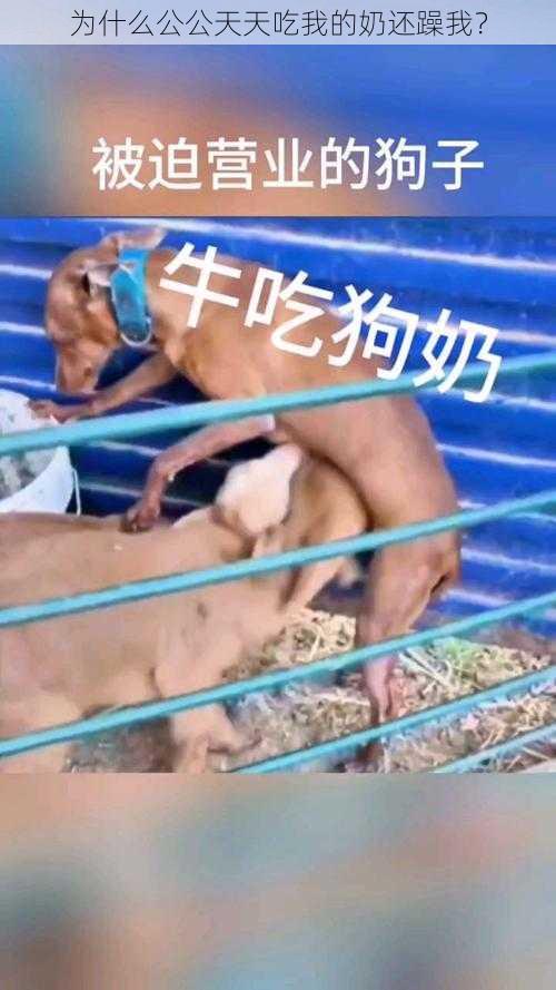 为什么公公天天吃我的奶还躁我？