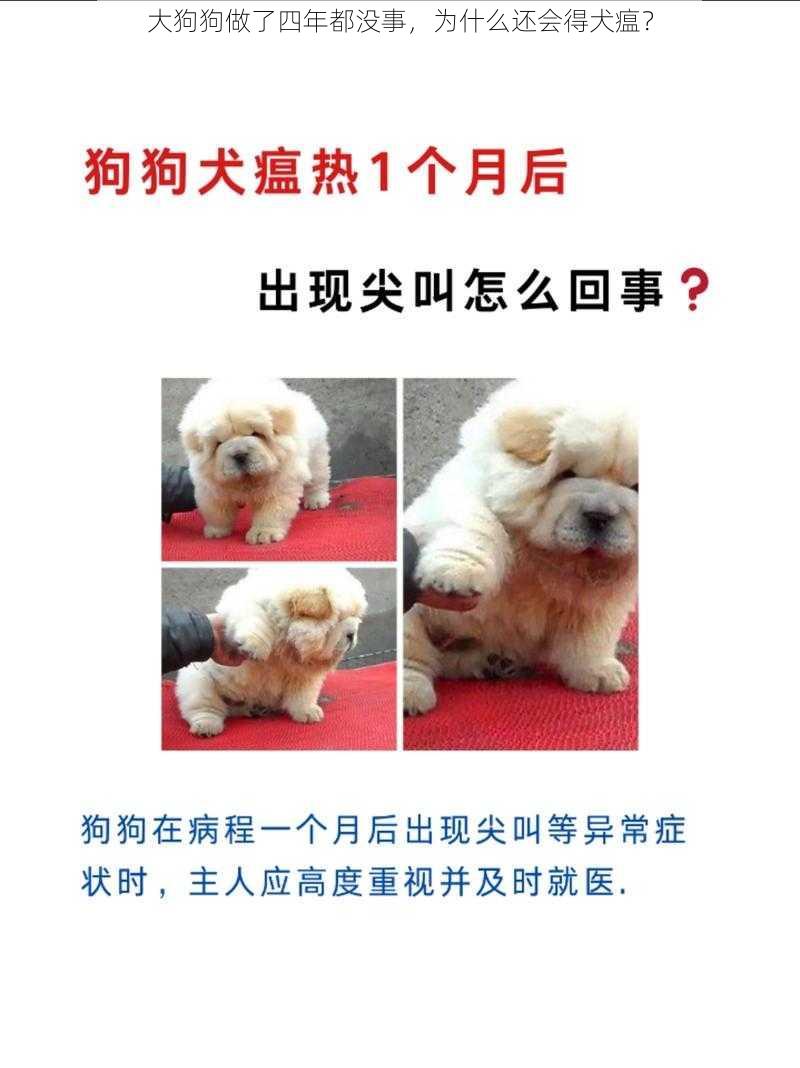 大狗狗做了四年都没事，为什么还会得犬瘟？